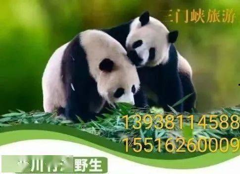 日本网红打卡动物园,日本动物园魅力之旅