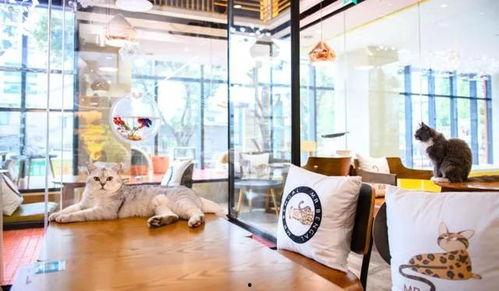 完美的餐厅网红店名,网红餐厅“完美食境”的味蕾之旅