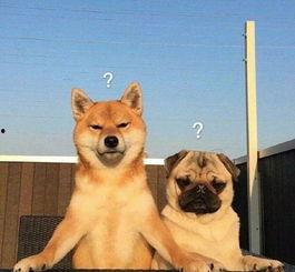 巴哥爆料新世界娜美视频