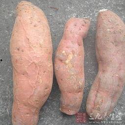 吃土瓜是否发病,探究发病原因与预防措施