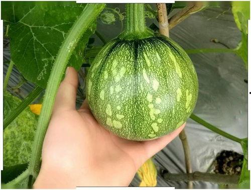 瓜吃小仙 小瓜,瓜吃小仙与小瓜的奇幻冒险之旅